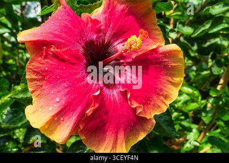 Atemberaubende Makroaufnahme einer leuchtenden roten und gelben tropischen Hibiskusblüte, bedeckt mit frischen Morgentauropfen, die wunderschön blühen. Stockfoto