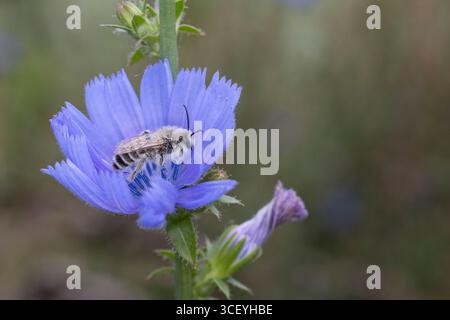 Hosenbiene, Dunkelfransige Hosenbiene, Braunbürstige Hosenbiene, Rauhfüßige Hosenbiene, Raufüßige Hosenbiene, Wegwarten-Hosenbiene, Männchen beim Blüt Stockfoto