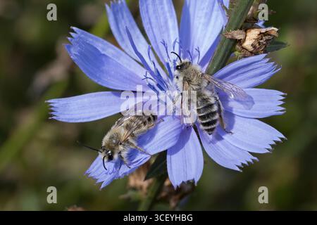 Hosenbiene, Dunkelfransige Hosenbiene, Braunbürstige Hosenbiene, Rauhfüßige Hosenbiene, Raufüßige Hosenbiene, Wegwarten-Hosenbiene, Männchen beim Blüt Stockfoto