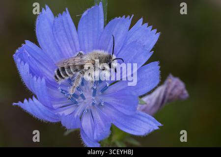 Hosenbiene, Dunkelfransige Hosenbiene, Braunbürstige Hosenbiene, Rauhfüßige Hosenbiene, Raufüßige Hosenbiene, Wegwarten-Hosenbiene, Männchen beim Blüt Stockfoto
