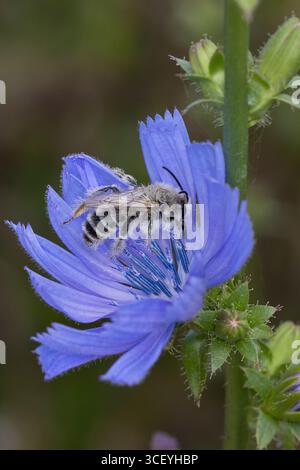 Hosenbiene, Dunkelfransige Hosenbiene, Braunbürstige Hosenbiene, Rauhfüßige Hosenbiene, Raufüßige Hosenbiene, Wegwarten-Hosenbiene, Männchen beim Blüt Stockfoto