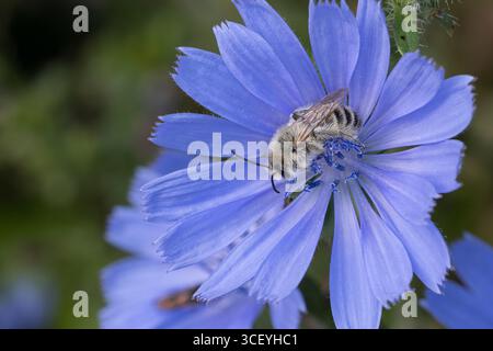 Hosenbiene, Dunkelfransige Hosenbiene, Braunbürstige Hosenbiene, Rauhfüßige Hosenbiene, Raufüßige Hosenbiene, Wegwarten-Hosenbiene, Männchen beim Blüt Stockfoto