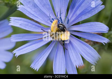 Hosenbiene, Dunkelfransige Hosenbiene, Braunbürstige Hosenbiene, Rauhfüßige Hosenbiene, Raufüßige Hosenbiene, Wegwarten-Hosenbiene, Weibchen beim Blüt Stockfoto