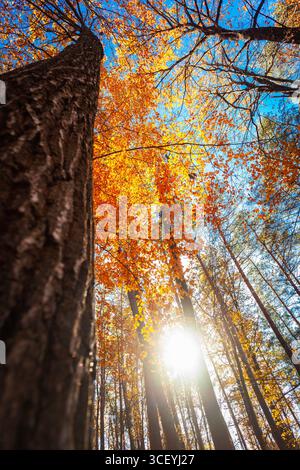 Sonnenlicht zwischen Herbstbäumen, Blick von unten, Nowiny, Polen Stockfoto