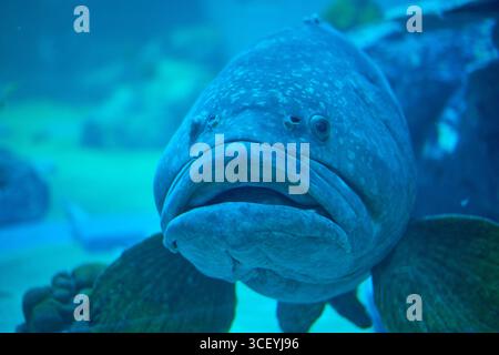 Eine Nahaufnahme eines großen Sammelfisches in einem Aquarium. Das massive Gesicht und die ruhigen Augen schaffen einen faszinierenden Ausdruck des Unterwasserlebens. Stockfoto