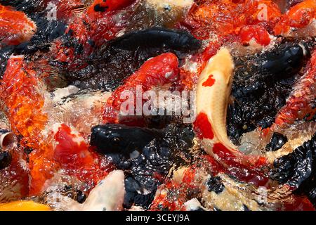 Eine lebendige Top-down-Aufnahme von bunten Koi-Fischen, die sich in einem Fressrausch drängen und spritzen, die Bewegungen, Wasser und lebendige Skalenmuster einfangen. Stockfoto