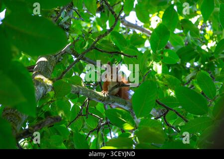 Rotes Eichhörnchen, Das Zwischen Grünen Walnussbaumzweigen Sitzt Stockfoto