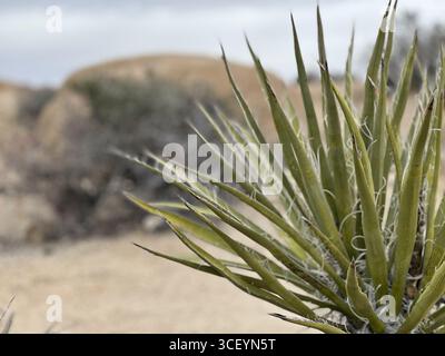 Yucca-Pflanze im Joshua Tree National Park Stockfoto