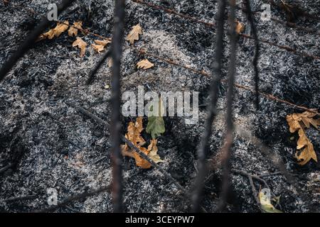 Ein einzelnes grünes Eichenblatt liegt auf verbranntem Boden, umgeben von Asche und trockenen Blättern nach dem Waldbrand in Ciperez, Salamanca, Spanien Stockfoto
