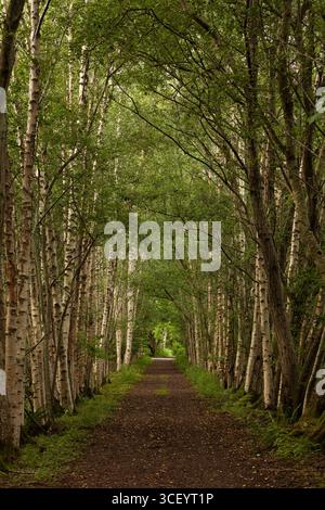 Eine Allee mit Silberbirken entlang der Strecke des South Tyne Trail, einer stillgelegten Eisenbahnstrecke in Northumerland, Großbritannien Stockfoto