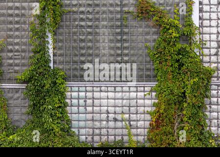 Grüner Efeu klettert auf Glasblockwand. Üppige Efeupflanzen, die vertikal über eine strukturierte Glasblockwand wachsen, verbinden Natur mit urbaner Architektur Stockfoto