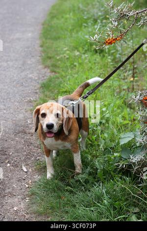 Beagle-Hund an der Leine im Park. Selektiver Fokus. Stockfoto