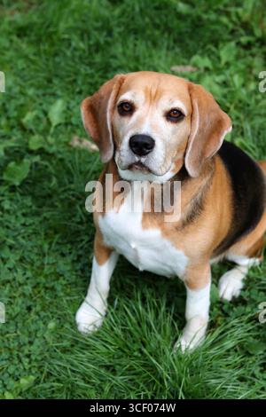 Porträt eines süßen Beagle-Hundes, der auf dem Gras im Garten sitzt. Beagle-Welpe auf Gras, Nahaufnahme Porträt eines glücklichen Haustieres. Gehorsamskonzept Stockfoto