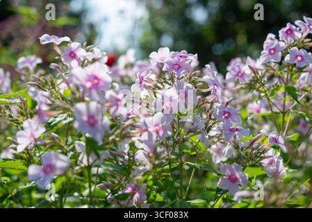 Blassrosa Phlox paniculata „Miss Holland“ blüht im Spätsommer in einem britischen Garten. Stockfoto