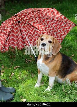 Porträt eines süßen Beagle-Hundes, der auf dem Gras im Garten sitzt. Beagle-Welpe auf Gras, Nahaufnahme Porträt eines glücklichen Haustieres. Gehorsamskonzept Stockfoto