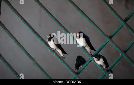 Vier Schwalben sitzen auf einem verwitterten, blaugrünen Metallgitter vor einem weichen grauen Hintergrund. Die Vögel sind überwiegend schwarz-weiß. Stockfoto