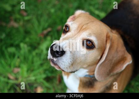 Porträt eines süßen Beagle-Hundes, der auf dem Gras im Garten sitzt. Beagle-Welpe auf Gras, Nahaufnahme Porträt eines glücklichen Haustieres. Gehorsamskonzept Stockfoto