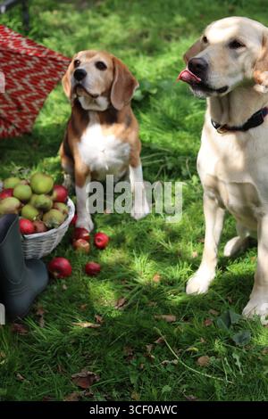 Zwei Hunde sitzen auf dem Gras mit einem Korb mit Äpfeln und einem Regenschirm. Herbst im Garten. Süßer Beagle und Golden Retriever. BEST Friends Konzept. Stockfoto