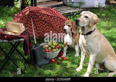 Zwei Hunde sitzen auf dem Gras mit einem Korb mit Äpfeln und einem Regenschirm. Herbst im Garten. Süßer Beagle und Golden Retriever. BEST Friends Konzept. Stockfoto
