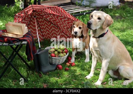 Zwei Hunde sitzen auf dem Gras mit einem Korb mit Äpfeln und einem Regenschirm. Herbst im Garten. Süßer Beagle und Golden Retriever. BEST Friends Konzept. Stockfoto
