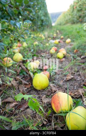 Reife Gefallene Äpfel Auf Dem Boden, Gesunde Früchte Auf Der Platte, Ernte Im Sommer Oder Herbst, Landwirtschaft Farm, Garten Stockfoto