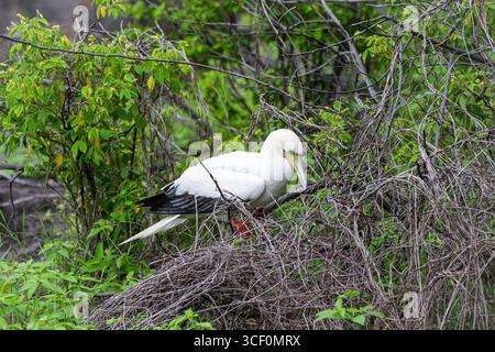 Rotfußbooby (Sula sula) in Fernando de Noronha Vegetation Stockfoto