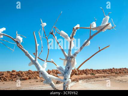 Salzkristalle beschichten eine tote Pflanze in den Salzverdunstteichen von Onslow, Pilbara, Western Australia. Stockfoto