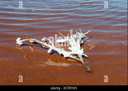 Salzverkrustetes Treibholz in den rotfarbenen Verdunstungsteichen von Onslow, Pilbara, Western Australia, Ozeanien. Stockfoto