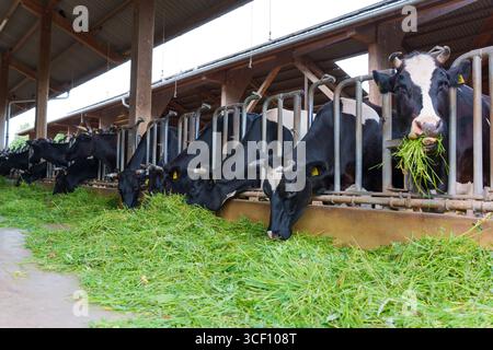 Kühe in einer Milchscheune, die frisches Grünfutter essen und die Tierhaltung und landwirtschaftliche Praktiken in Darmstadt hervorheben. Stockfoto