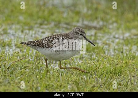 Walking Sandpiper im Feuchtgebiet mit Blick auf den Neusiedler See, Burgenland, Österreich Stockfoto