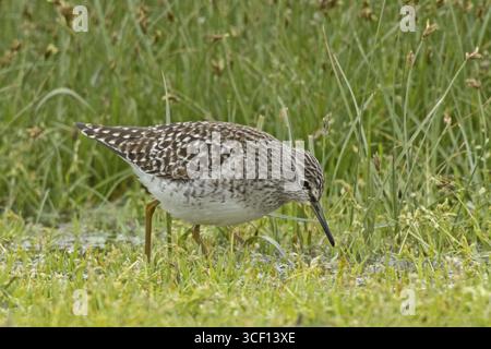 Waldsandpiper Wandern in Feuchtgebieten mit Blick auf den Neusiedler See, Burgenland, Österreich Stockfoto