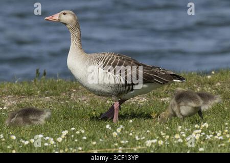 Graugans ausgewachsener Vogel mit zwei Jungvögeln, die auf einer grünen Wiese stehen und fressen, links vor dem Wasser schauen, Neusiedler See, Burgenland, Austr Stockfoto