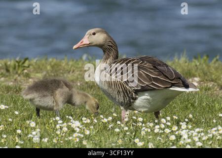 Graugans- und Jungvogel stehen und füttern auf einer grünen Wiese mit weißen Blüten vor Wasser, Neusiedler See, Burgenland, Österreich Stockfoto