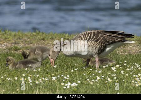 Graugans ausgewachsener Vogel mit zwei Jungvögeln, die auf grüner Wiese stehen und sitzen und links vor Wasser schauen, Neusiedler See, Burgenland, Stockfoto