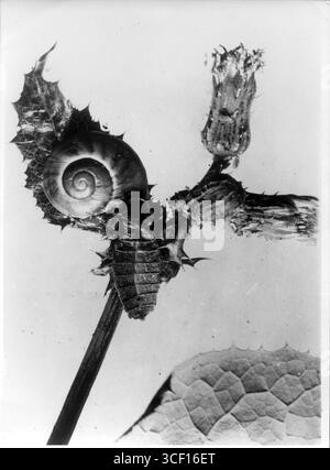 Ein Foto, das zwischen 1925 und 1935 aufgenommen wurde und eine weibliche Käferin, Glühwürmchen oder Glühwürmchen zeigt, die sich an einer Schnecke ernähren. Dieses Bild zeigt einen seltenen Moment der Natur während des frühen 20. Jahrhunderts. Stockfoto