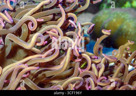 Korkenzieher-Tentakel-Seeanemone (Macrodactyla doneensis), Nahaufnahme der Tentakel. Stockfoto