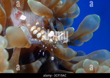 Glasanemonengarnelen (Periclimenes brevicarpalis). Aquariumphoto. Stockfoto
