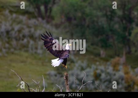 Ein Weißkopfseeadler, der von der Baumkrone flog. Stockfoto