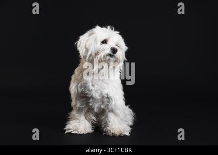 Süßer weißer maltesischer Hund auf schwarzem Hintergrund Stockfoto