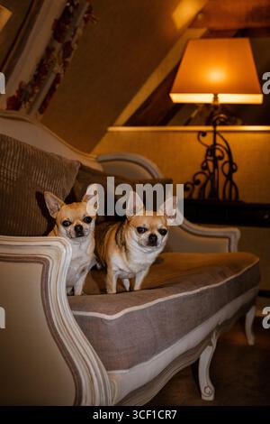 Zwei Hunde in einem Hotelzimmer in Frankreich während der Reise Stockfoto
