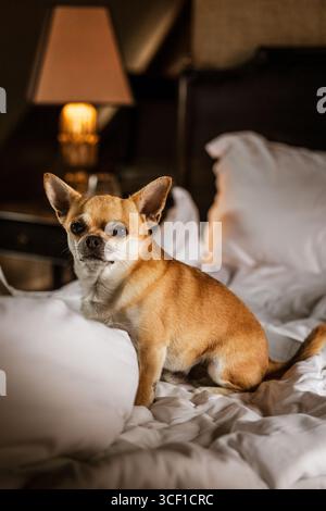Zwei Hunde in einem Hotelzimmer in Frankreich während der Reise Stockfoto