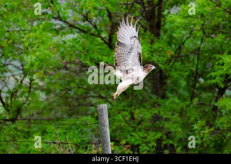 Junger Rotschwanzfalke, der einen mächtigen Start durchführt. Stockfoto
