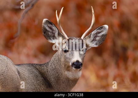 Ein junges Maultier-Hirsch, das mit einem Hintergrund aus Herbstfarben blickt. Stockfoto