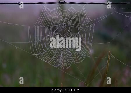 Ein flimmerndes, leeres Spinnennetz mit Tautropfen. Stockfoto