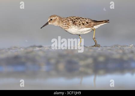 Ein wenig Sandpiper (Calidris minutilla), der am Strand spaziert und auf der Suche ist. Stockfoto
