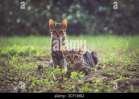 Zwei entzückende Kätzchen genießen ihre gemeinsame Zeit in einem lebendigen grünen Grasfeld und schaffen eine herzerwärmende Szene der katzenartigen Gemeinschaft Stockfoto
