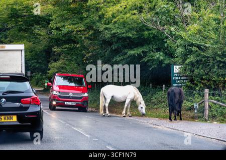Wilde Pferde im New Forest bei Beaulieu, die an einer Hauptstraße grasen, wodurch der Verkehr zum Stillstand kam Hampshire England UK Stockfoto