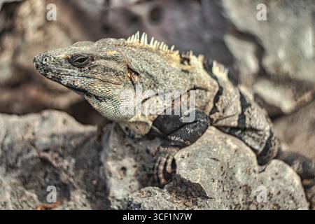 Nahaufnahme eines schwarzen Stachelschwanzleguans, Ctenosaura similis, der auf Felsen in seinem natürlichen Lebensraum in tulum, mexiko, ruht Stockfoto