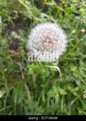 Ein flauschiger Löwenzahn im scharfen Fokus hebt sich von verschwommenem grünem Gras ab Stockfoto