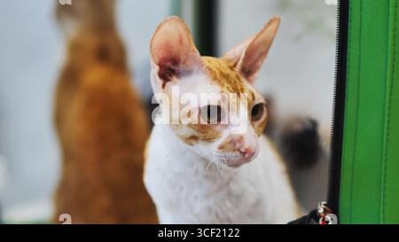 Cornish rex Katze posiert während einer Katzenschau Stockfoto